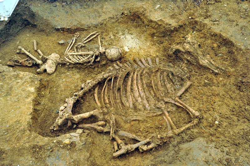 Anglo-Saxons were often buried with everything they would need after death. In this case the dead woman's family thought she would need her cow on the other side.