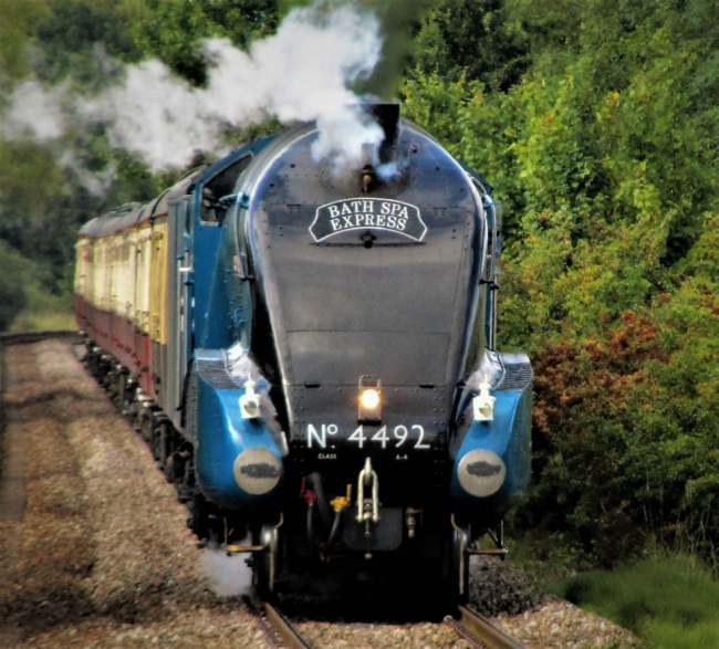 Bittern